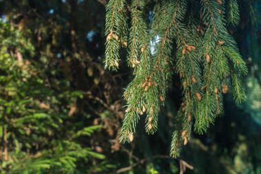 Bir Noel ağacının yeşil dalı, yakın plan. metin için boşluk var