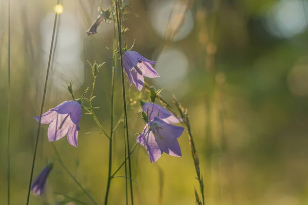 Bluebell Yabani Çiçekler Yakın Plan Metin Için Boşluk Var — Stok fotoğraf