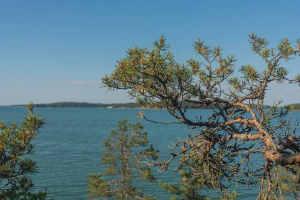 Deniz manzarası, kayalar ve güneşli bir günde kuzey alçak çam ağaçları. Finlandiya doğası. Turku. Tatil, tatil, rahatlama konsepti