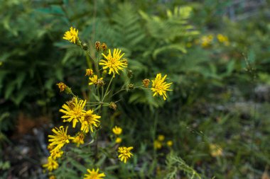 Tarla, yazın sarı çiçekler. doğal arkaplan