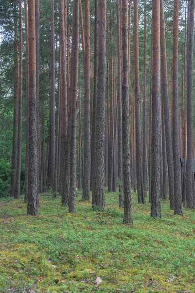 Smooth Slender Pine Trunks Summer Forest — Stock Photo, Image