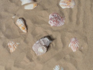 Deniz kabukları suyun altında. deniz bileşimi arkaplanı