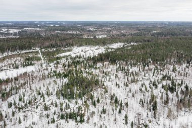 Ormanın üzerindeki kış manzarası. Drone fotoğrafı. Finlandiya, İskandinavya