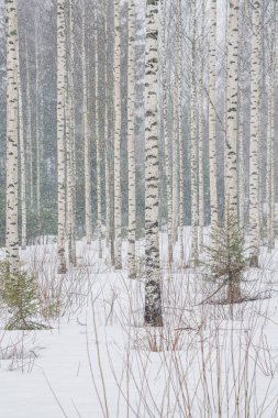Karlı havada huş ağacı. Düz ağaç gövdeleri. karlı hava