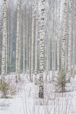Karlı havada huş ağacı. Düz ağaç gövdeleri. karlı hava