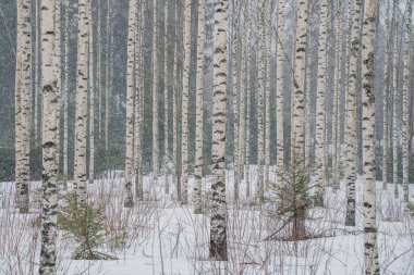 Karlı havada huş ağacı. Düz ağaç gövdeleri. karlı hava