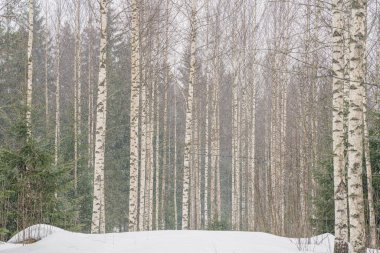 Karlı havada huş ağacı. Düz ağaç gövdeleri. karlı hava