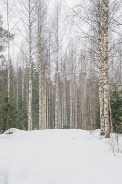 Karlı havada huş ağacı. Düz ağaç gövdeleri. karlı hava