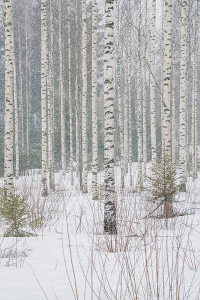 Karlı havada huş ağacı. Düz ağaç gövdeleri. karlı hava