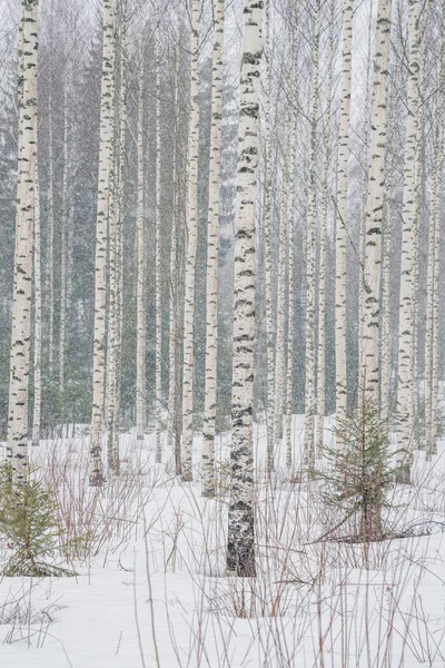 Karlı havada huş ağacı. Düz ağaç gövdeleri. karlı hava