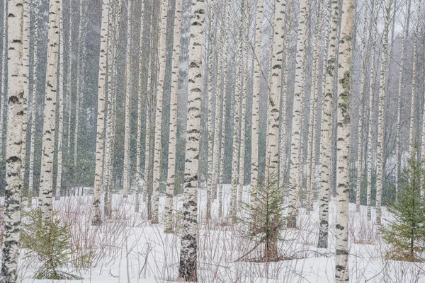 Karlı havada huş ağacı. Düz ağaç gövdeleri. karlı hava