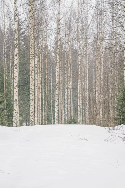 Karlı havada huş ağacı. Düz ağaç gövdeleri. karlı hava