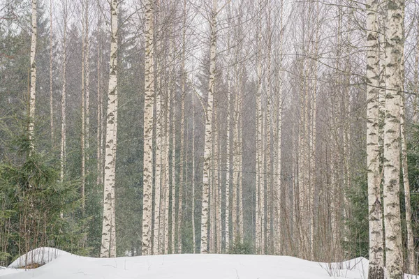 Karlı havada huş ağacı. Düz ağaç gövdeleri. karlı hava