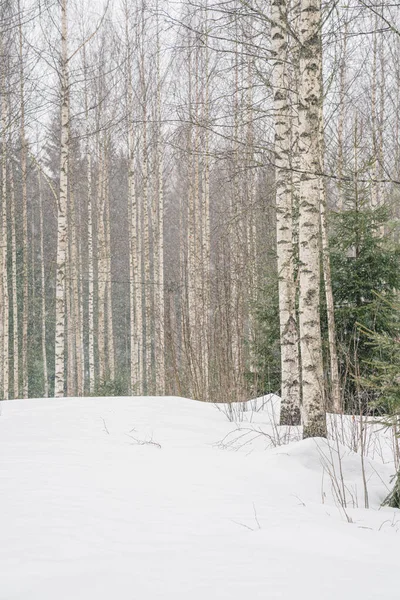 Bosque Abedul Clima Nevado Troncos Árbol Rectos Tiempo Nevado — Foto de Stock