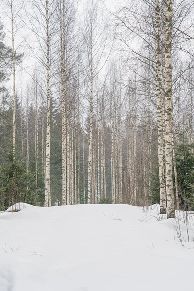 Bosque Abedul Clima Nevado Troncos Árbol Rectos Tiempo Nevado — Foto de Stock