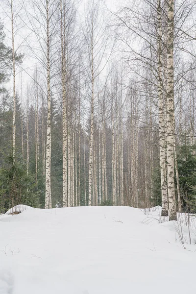 Karlı havada huş ağacı. Düz ağaç gövdeleri. karlı hava