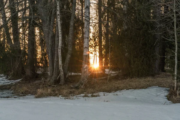 Early dawn in winter, sun between the trees