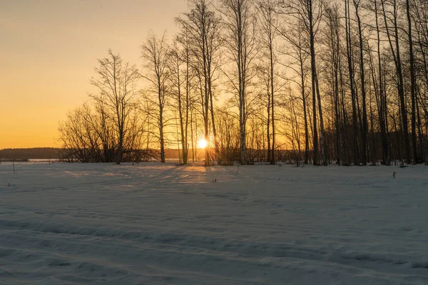 Amanhecer Cedo Inverno Sol Entre Árvores — Fotografia de Stock