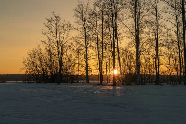 Kora Reggel Télen Nap Fák Között — Stock Fotó