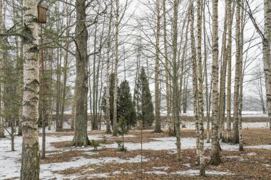 Kuşlar için olan ev bahar ormanındaki bir huş ağacına asılmış.