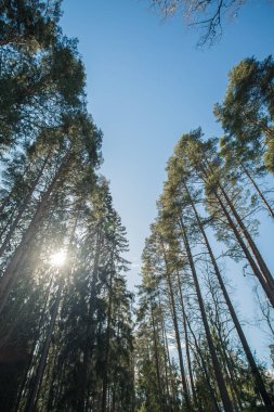 Ormandaki ağaçların arasından süzülen parlak güneş ışınları