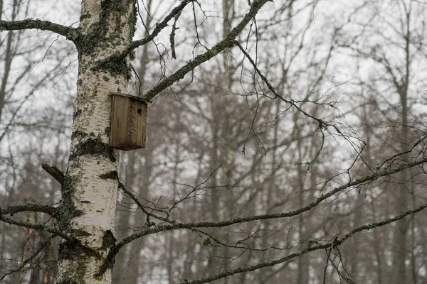 Дом Птиц Подвешен Березе Весеннем Лесу — стоковое фото