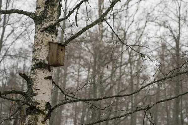 Дом Птиц Подвешен Березе Весеннем Лесу — стоковое фото