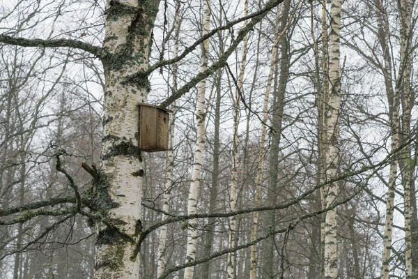 Het Vogelhuis Hangt Aan Een Berk Het Voorjaarsbos — Stockfoto