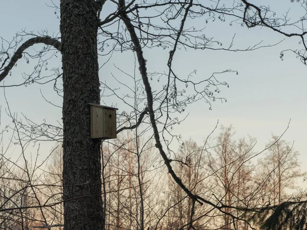 Das Vogelhaus Hängt Einer Birke Quellwald — Stockfoto