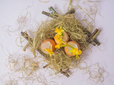 Yuvada bir yumurta kabuğu var. Nergisler yumurta kabuğunda bahar çiçekleri. Paskalya konsepti hafif arka planda. Mutlu Paskalya yaratıcı kartı.