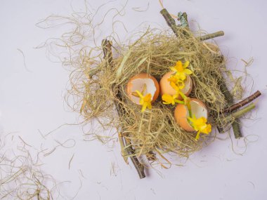 Yuvada bir yumurta kabuğu var. Nergisler yumurta kabuğunda bahar çiçekleri. Paskalya konsepti hafif arka planda. Mutlu Paskalya yaratıcı kartı.