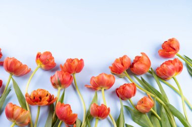 Mavi arka planda kırmızı laleler. Gökyüzünün taklidi ve arka planda çiçekler. Tebrik ve barış kavramı. Metin için boşluk var