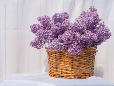 A bouquet of lilacs, white viburnum in a basket on a table in the garden, white background