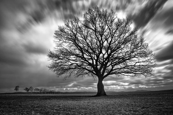 Одинокое Дерево Черно Белом Поле Облаками Движется Фоновом Режиме — стоковое фото