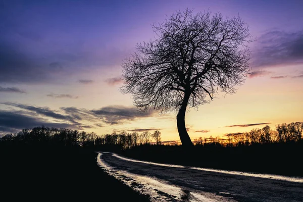 Magischer Sonnenuntergang Mit Baum Neben Einer Kleinen Straße — Stockfoto