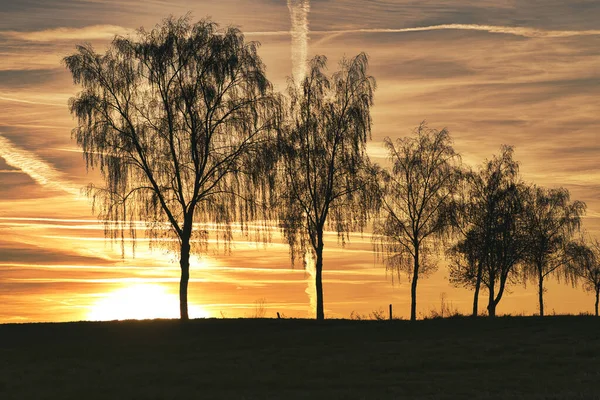 Bäume Einer Reihe Entlang Der Straße Sonnenuntergang — Stockfoto