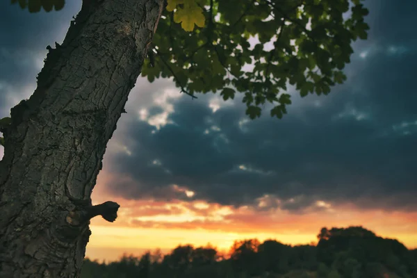 Nahaufnahme Baum Bunten Sonnenuntergang Wald — Stockfoto