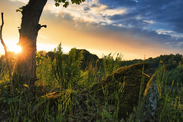 Wunderschöner Sonnenuntergang Wald Mit Buntem Himmel — Stockfoto