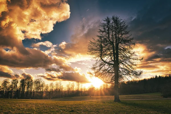 Одинокое Большое Дерево Лугу Закате Солнечными Лучами Облачным Небом — стоковое фото