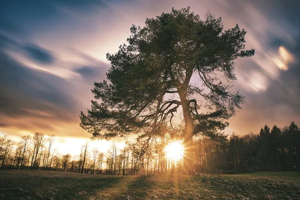 Einsamer Baum Auf Der Wiese Bei Sonnenuntergang Mit Sonnenstrahlen Und — Stockfoto