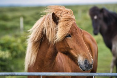 İzlanda atları bir çayırda
