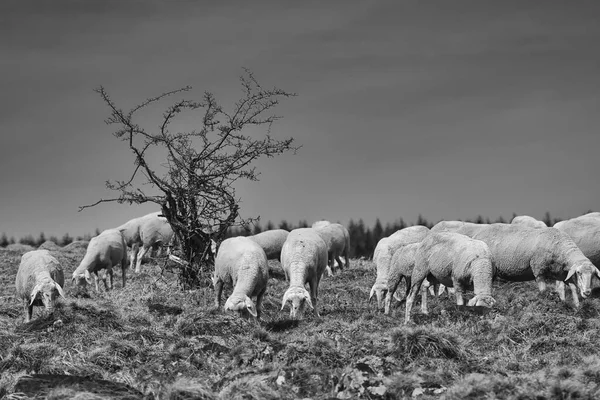 とげのある茂みの横の牧草地で羊の放牧 — ストック写真