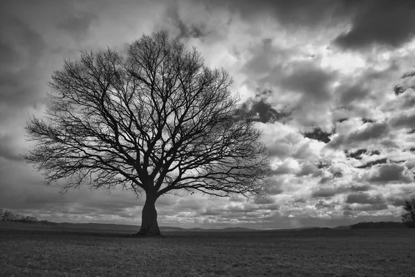 Albero Solitario Campo Con Nuvole Che Muovono Sullo Sfondo — Foto Stock