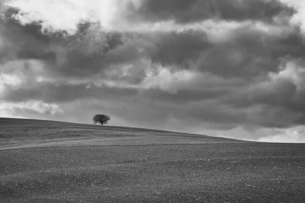 Черно Белое Фото Одинокого Дерева Холме Красивое Облачное Небо — стоковое фото