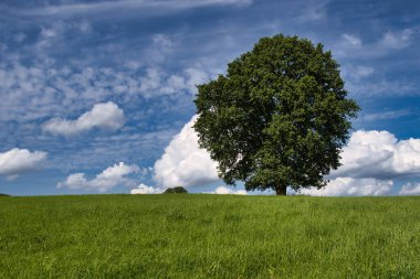 Pastoral manzara, yeşil alanlar, mavi gökyüzü ve arka plan beyaz bulutlar arasında yalnız ağaç