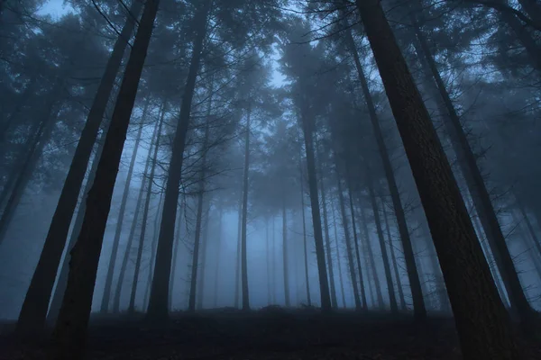 Silhouette Alberi Una Foresta Oscura Nebbiosa — Foto Stock