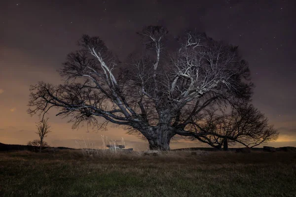 Одинокое Старое Дерево Холме Ночью — стоковое фото