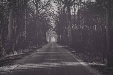 Uzakta sisli ağaç tüneli yolu siyah beyaz