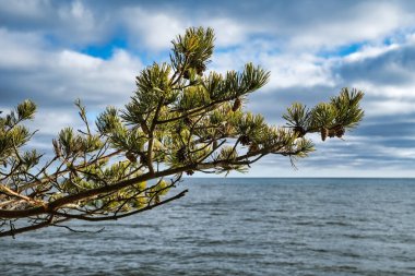 Arka planda okyanus ve mavi gökyüzü olan çam ağaçlarından bir dalda çam kozalakları.