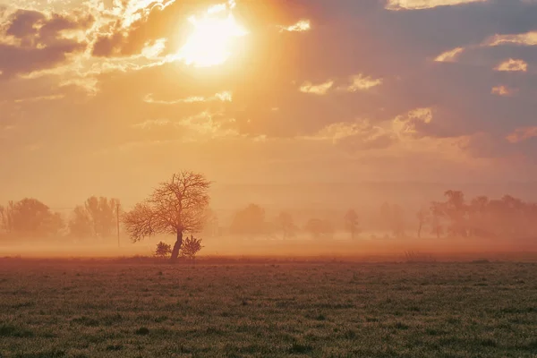 Misty Sunrise Rural Landscape Lonely Tree — Stockfoto
